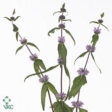Phlomis Tuberosa