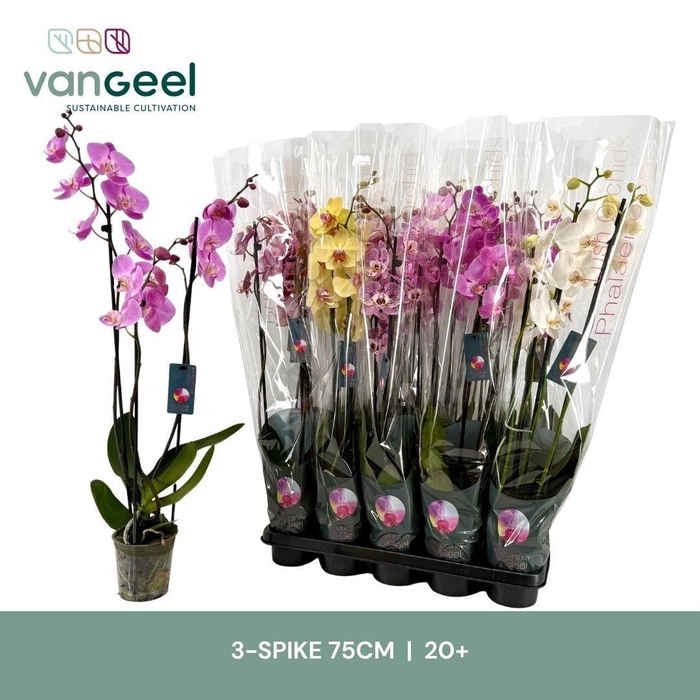 <h4>PHAL GEM 7 KL</h4>