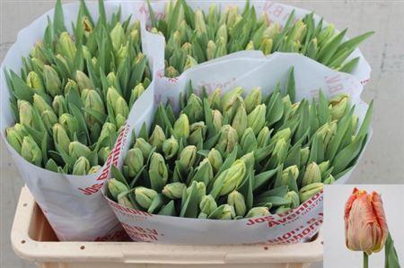 <h4>Tu Pa Salmon Parrot</h4>