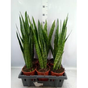 Sansevieria zeylanica