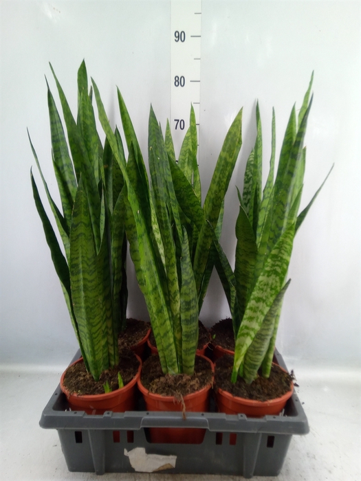 <h4>Sansevieria zeylanica</h4>