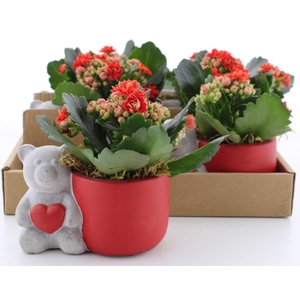 ARR KALANCHOE