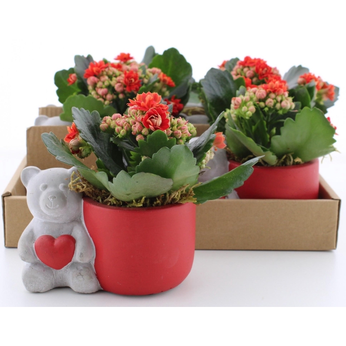 <h4>Arr Kalanchoe</h4>