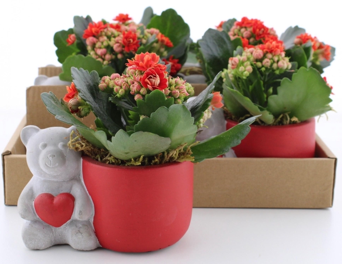 Arr Kalanchoe