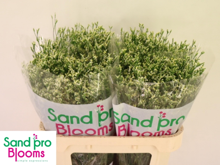 <h4>LIM SIN COOL DIAMOND</h4>