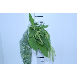 AMARANTHUS VERDE