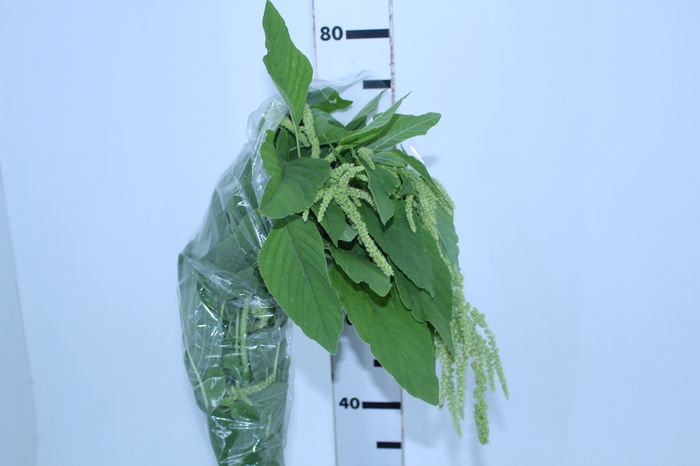 AMARANTHUS VERDE