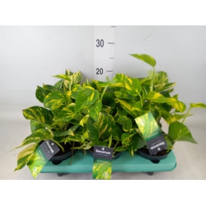 Epipremnum pinn. 'NJoy Gold'