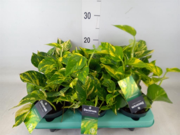 <h4>Epipremnum pinn. 'NJoy Gold'</h4>