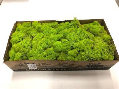 <h4>IJSLANDSMOS NR 55 SPRINGGREEN P.DS</h4>