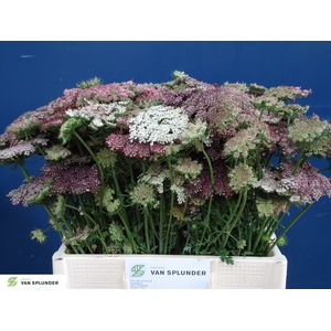 DAUCUS CAROTA DARA