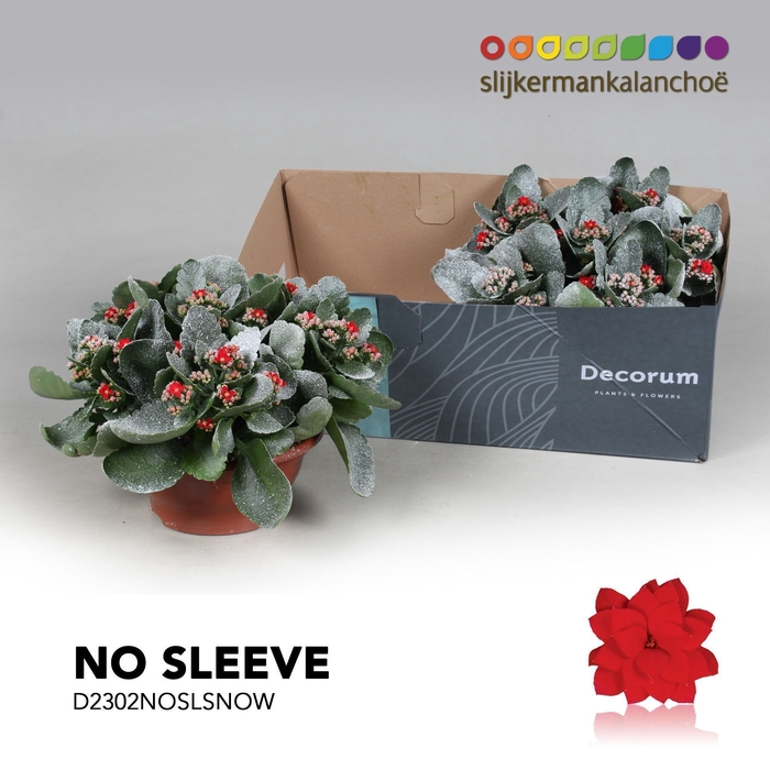 <h4>Kalanchoe No Sleeve - Red with snow/sneeuw - kerst</h4>