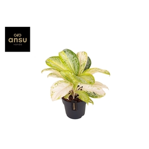 Aglaonema Citronelle