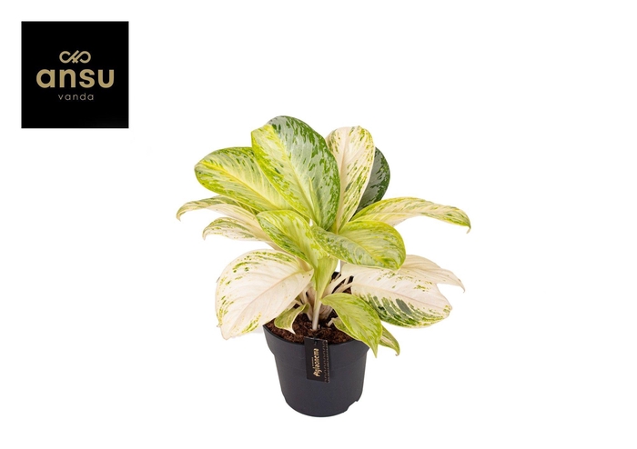 <h4>Aglaonema Citronelle</h4>