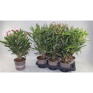 Nerium Oleander Ov 6 Branches P17