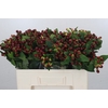 Hypericum Magical Cherry Brown