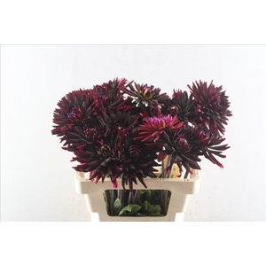 Dahlia chat noir