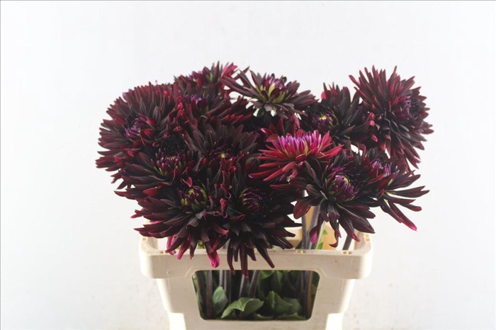 <h4>Dahlia chat noir</h4>