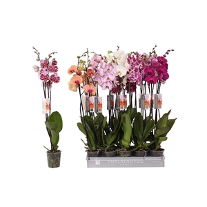 Phalaenopsis 6 color mix, 2-spike 18+