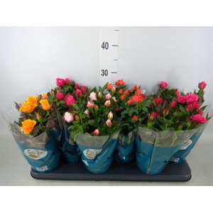 Rosa  'Star Roses'   ...mix