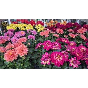 DAHLIA ROYAL GEM