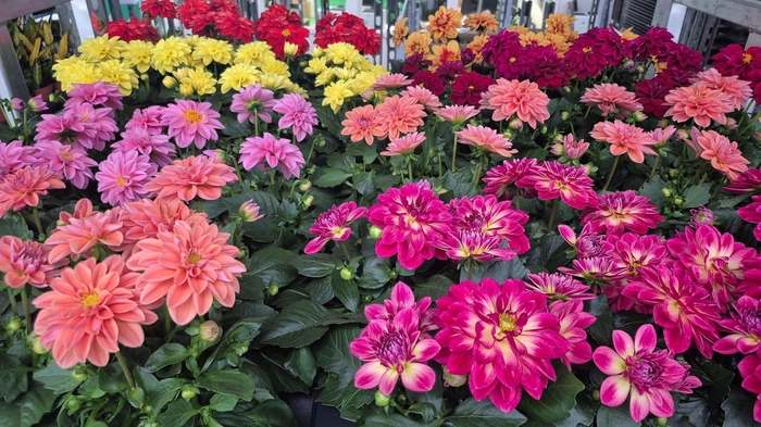 <h4>DAHLIA ROYAL GEM</h4>