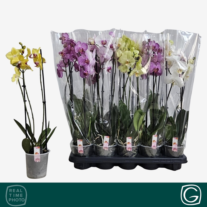 <h4>PHAL GEM 4 KL</h4>