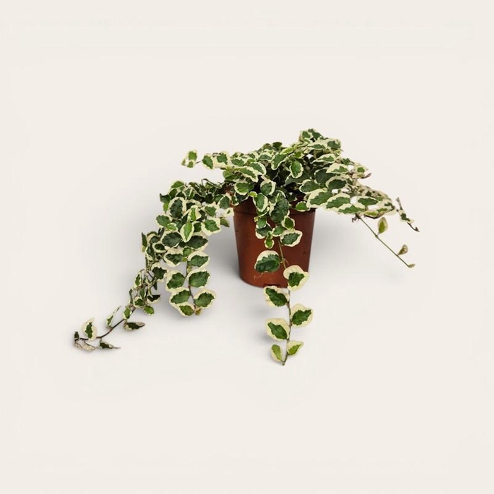 <h4>FICUS PUMILA p11</h4>