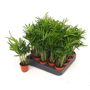 Chamaedorea elegans 5,5Ø 20cm