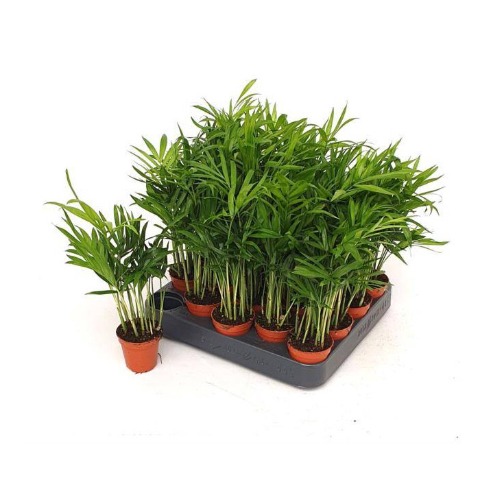 <h4>Chamaedorea elegans 5,5Ø 20cm</h4>