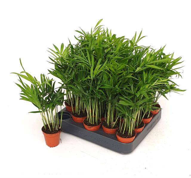 Chamaedorea elegans 5,5Ø 20cm