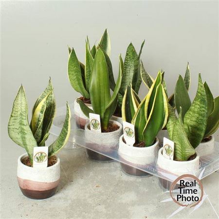 <h4>Sansev Trifascia Decopotten</h4>