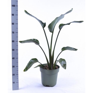 STRELITZIA NICOLAI P21 95CM
