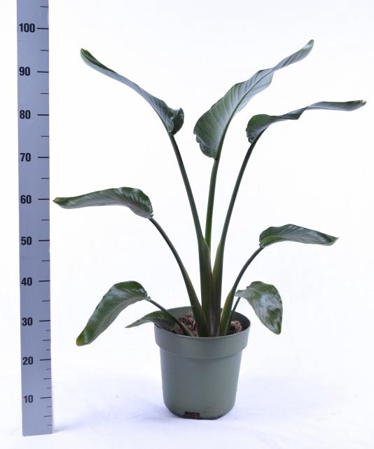 <h4>STRELITZIA NICOLAI P21 95CM</h4>
