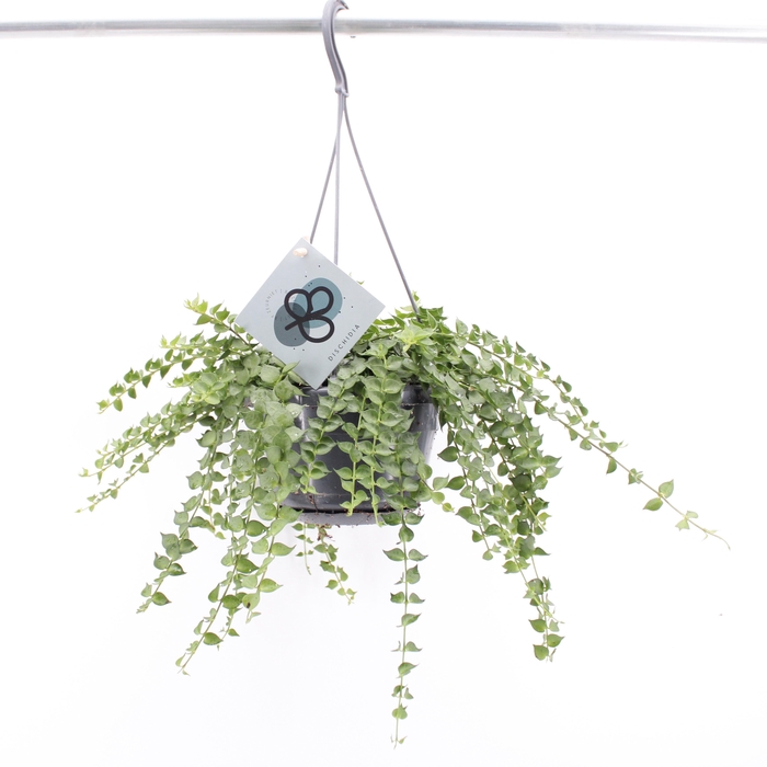 <h4>Dischidia Ruscifolia</h4>
