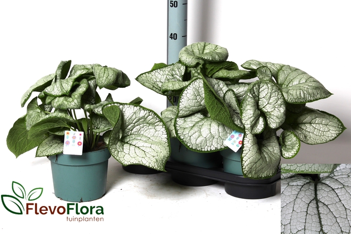 <h4>BRUN MACROPHYLLA</h4>
