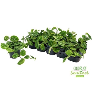 Scindapsus Pict. Argyraeus