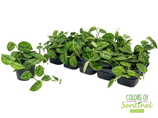 <h4>Scindapsus Pict. Argyraeus</h4>