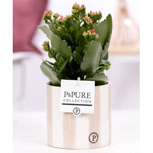 Kalanchoe red in P&PURE Eline 2 ceramics grey