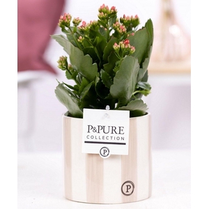 Kalanchoe red in P&PURE Eline ceramics grey
