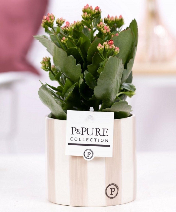 <h4>Kalanchoe red in P&PURE Eline ceramics grey</h4>