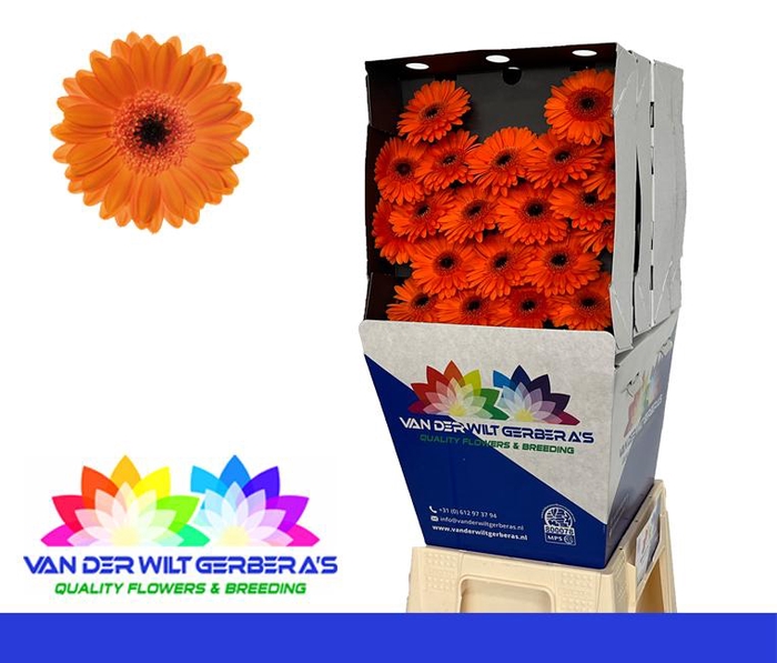 <h4>Germini Bison Diamond</h4>