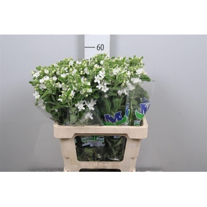 Oxy Co Perf Whi Harm