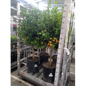 Citrus   ...