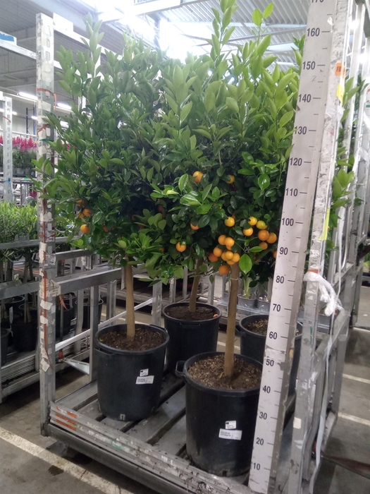 <h4>Citrus   ...</h4>