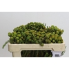 Kaaps Groen Baubles