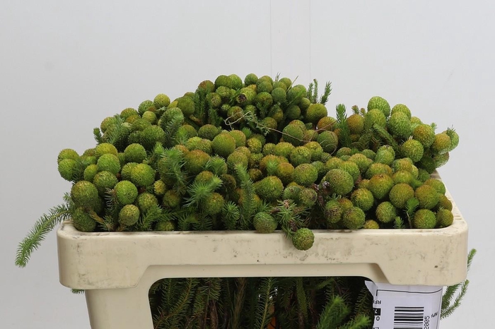 <h4>Cape Green Baubles</h4>