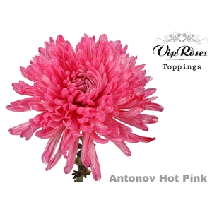 CHR G ANTONOV PAINT HOT PINK CHR G