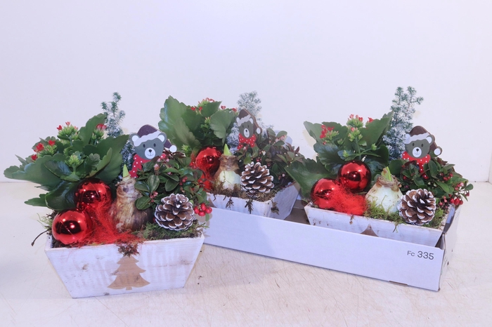 <h4>ARR HIPPEASTRUM</h4>