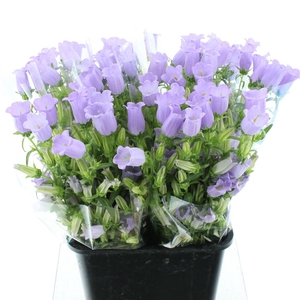 Campanula Med Champion Lavender